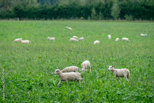 Herd of newly cut white sheep in a green field