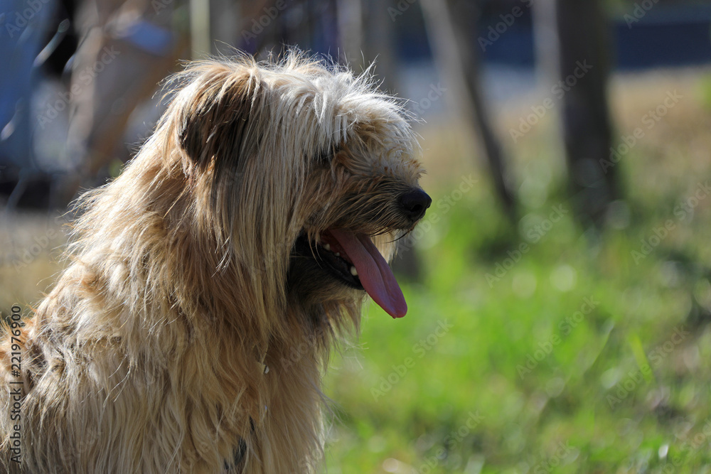 perro con la lengua afuera pastor país vasco 4M0A2326-f18 Stock Photo |  Adobe Stock