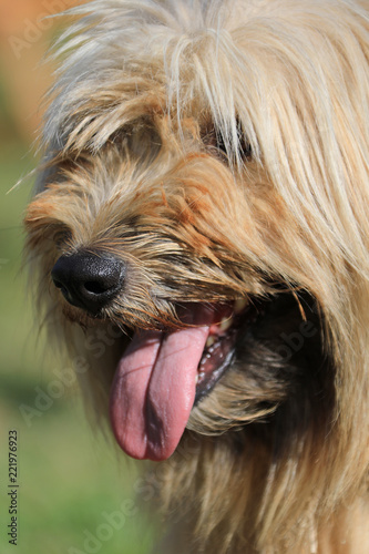 perro con la lengua afuera pastor país vasco 4M0A2330-f18 photo