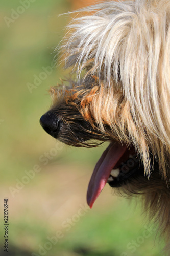 perro con la lengua afuera pastor país vasco 4M0A2331-f18 photo
