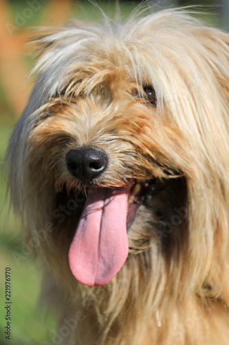 perro con la lengua afuera pastor país vasco 4M0A2333-f18 photo