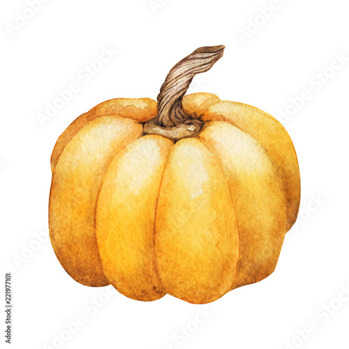 Pumpkin. Watercolor Hand painted pumpkin for halloween and Fall on white background. Autumn harvest. Vegetarian raw food