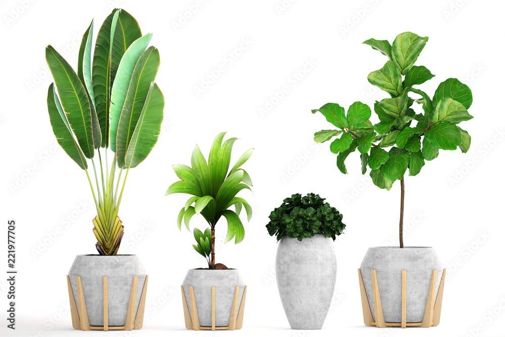 Obraz premium collection of ornamental plants in pots 
