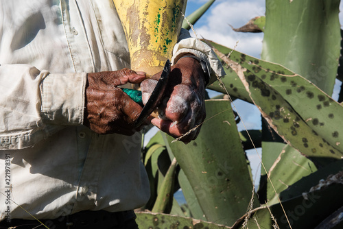 raspador de pulque photo