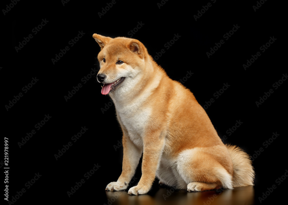 Shiba inu Dog  Isolated  on Black Background in studio