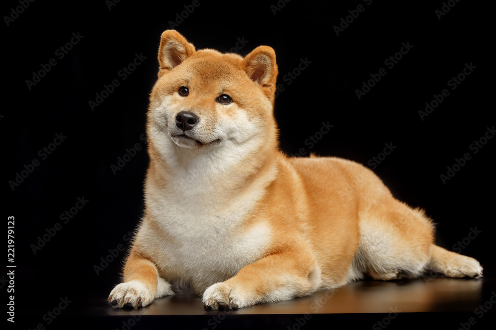 Shiba inu Dog  Isolated  on Black Background in studio