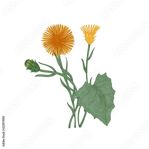Coltsfoot flowers, buds and leaves isolated on white background. Elegant drawing of perennial plant or wild herb used in herbal medicine or phytotherapy. Natural vector illustration in vintage style.