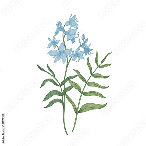 Jacob's-ladder or Greek valerian hand drawn on white background. Botanical dr...