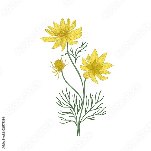 Pheasant s eye flowers hand drawn on white background. Natural drawing of perennial plant or meadow flowering herb used in phytotherapy or herbal medicine. Vector illustration in antique style.