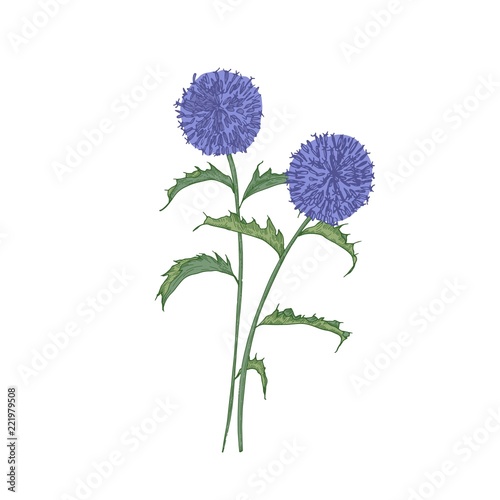 Southern globethistle flowers or inflorescences, stems and leaves isolated on white background. Detailed drawing of wild flowering herb used in phytotherapy. Botanical hand drawn vector illustration.
