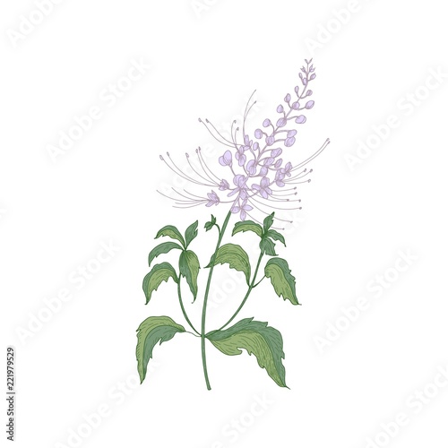 Java tea tender flowers or inflorescences, stems and leaves isolated on white background. Beautiful wild flowering herb used in herbalism. Realistic hand drawn vector illustration in vintage style.