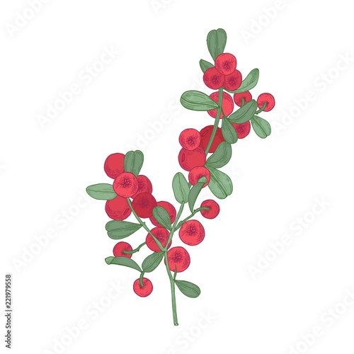 Arctic lingonberries and leaves isolated on white background. Beautiful detailed botanical drawing of ripe boreal forest berry. Natural hand drawn vector illustration in elegant vintage style.