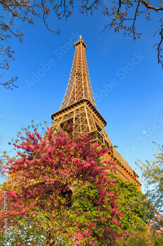 Beautiful vibrant view of spring blossom trees with the Eiffel tower in the background in Paris © dennisvdwater