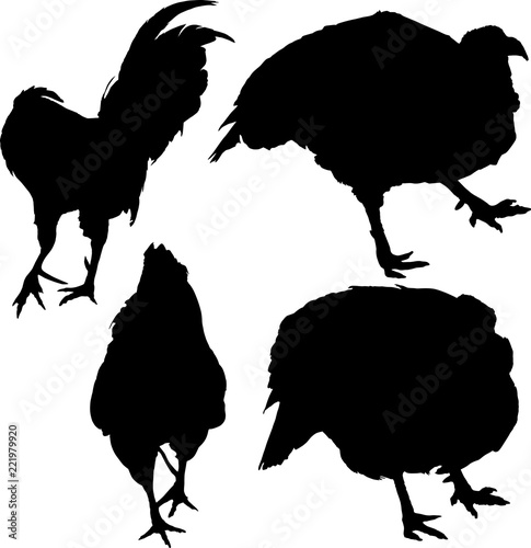 two turkes and roosters silhouettes on white
