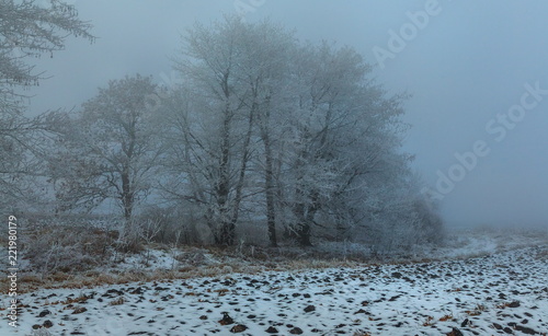 Winter fog at sunset. Trees in frost. Woodlands in the fields. Agricultural landscape.