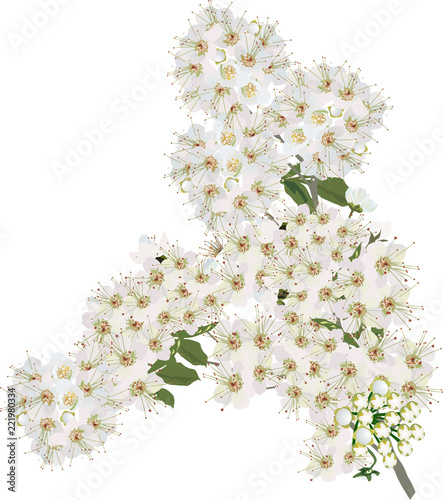 small isolated white spring lush tree blooms