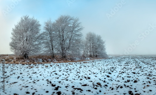 Winter fog at sunset. Trees in frost. Woodlands in the fields. Agricultural landscape.