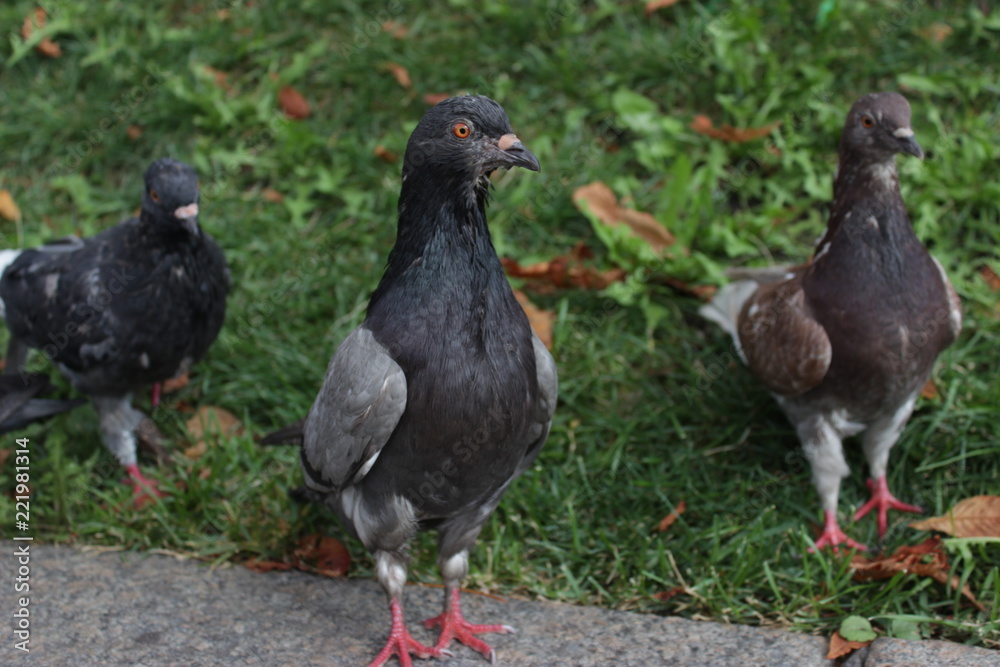 flock of pigeons in park