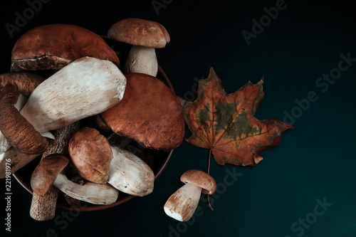 various mushrooms on a black background