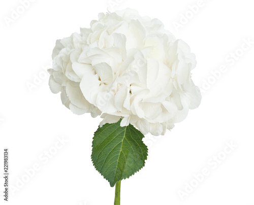 White hydrangea on white