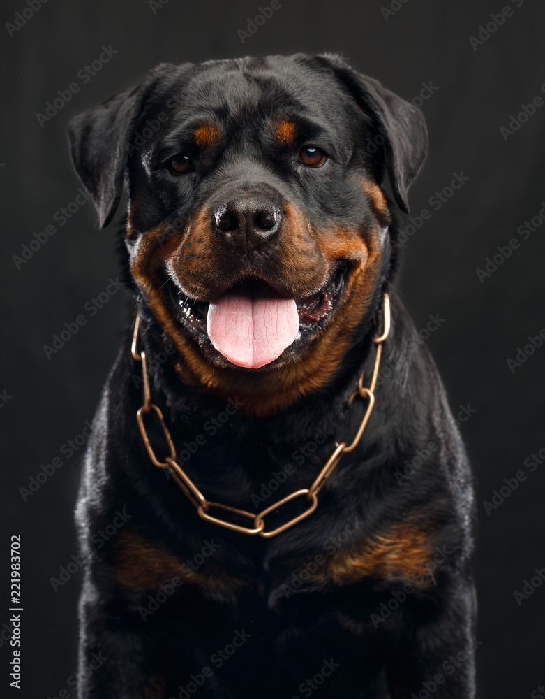Rottweiler Dog Isolated on Black Background in studio Rottweiler Dog Isolated on Black Background in studio