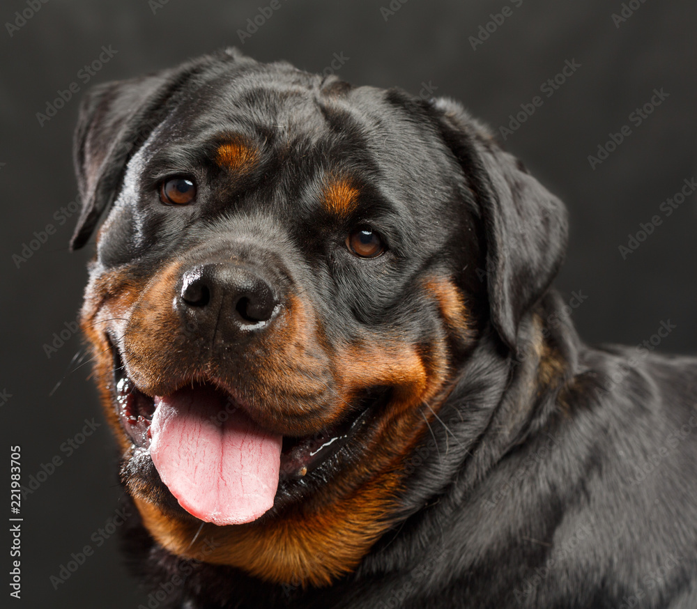 Rottweiler Dog Isolated on Black Background in studio Rottweiler Dog Isolated on Black Background in studio