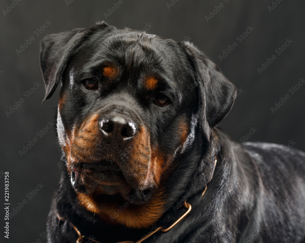 Rottweiler Dog  Isolated  on Black Background in studio