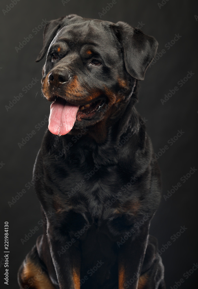 Rottweiler Dog Isolated on Black Background in studio Rottweiler Dog Isolated on Black Background in studio