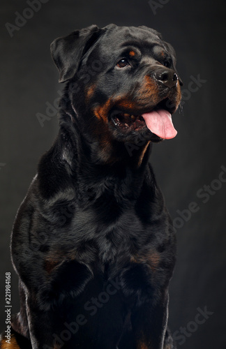 Rottweiler Dog  Isolated  on Black Background in studio © TrapezaStudio