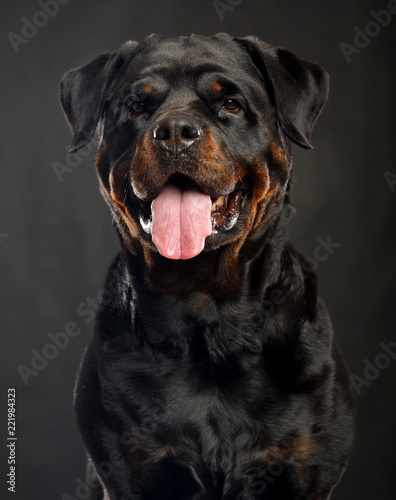 Rottweiler Dog Isolated on Black Background in studio