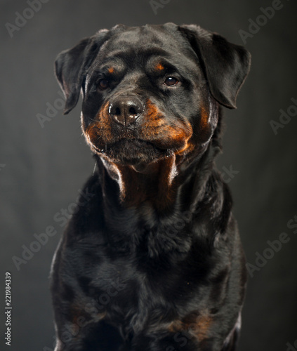 Rottweiler Dog Isolated on Black Background in studio