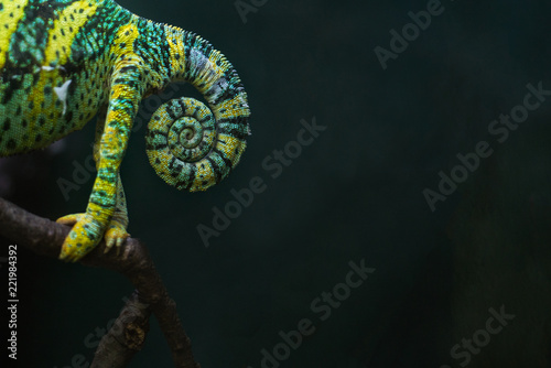 chameleon. chameleon tail  photo