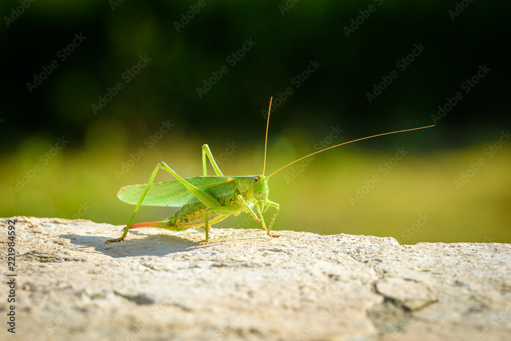 Green grasshopper or locust close up on outdoor terrace. Green grasshopper or locust close up on outdoor terrace.