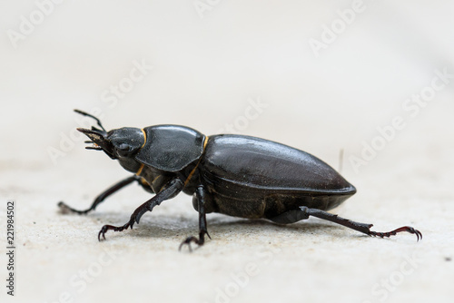 Big female stag beetle Lucanus cervus on terrace tiles. © _jure