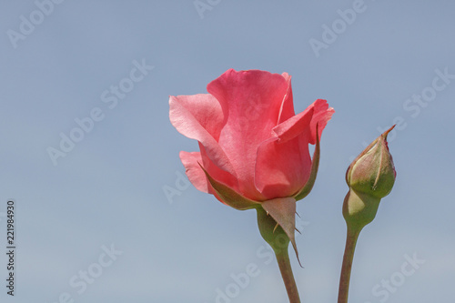 blooming and non blooming pink roses against blue sky