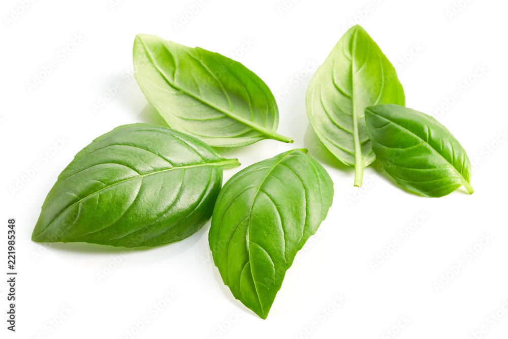fresh green basil leaves isolated on white background fresh green basil leaves isolated on white background