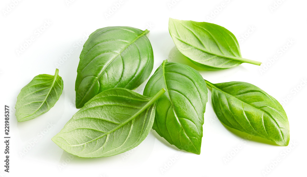Fototapeta premium fresh green basil leaves isolated on white background