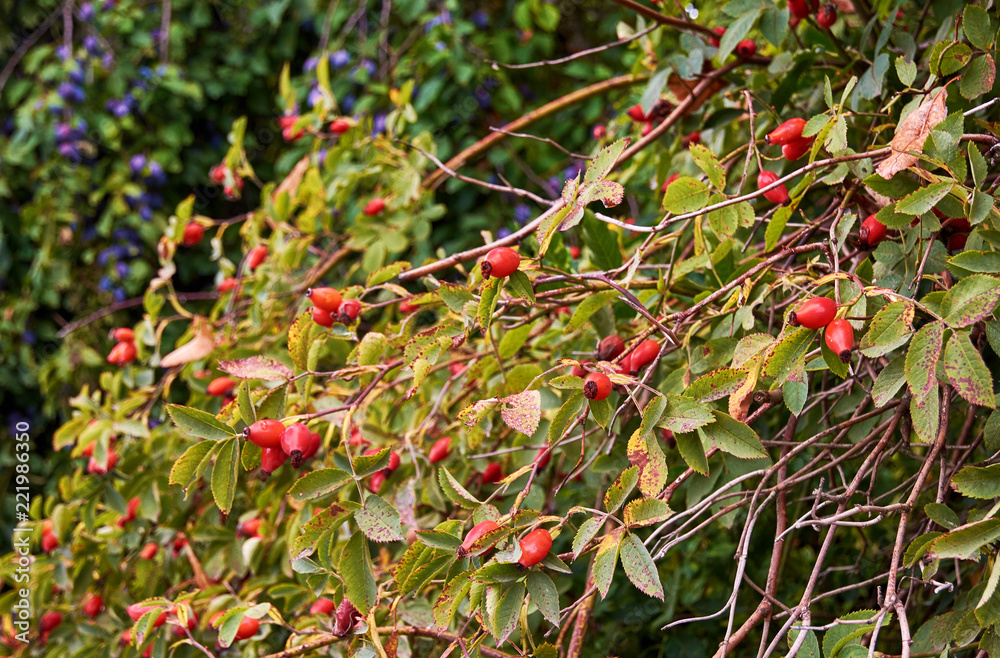 View of a tree, leaves and fruits rose hip, with a plum tree on a background
