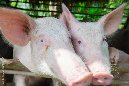 The pigs in the stable are waiting for food.