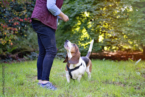 Dog Trainer with Basset Hound