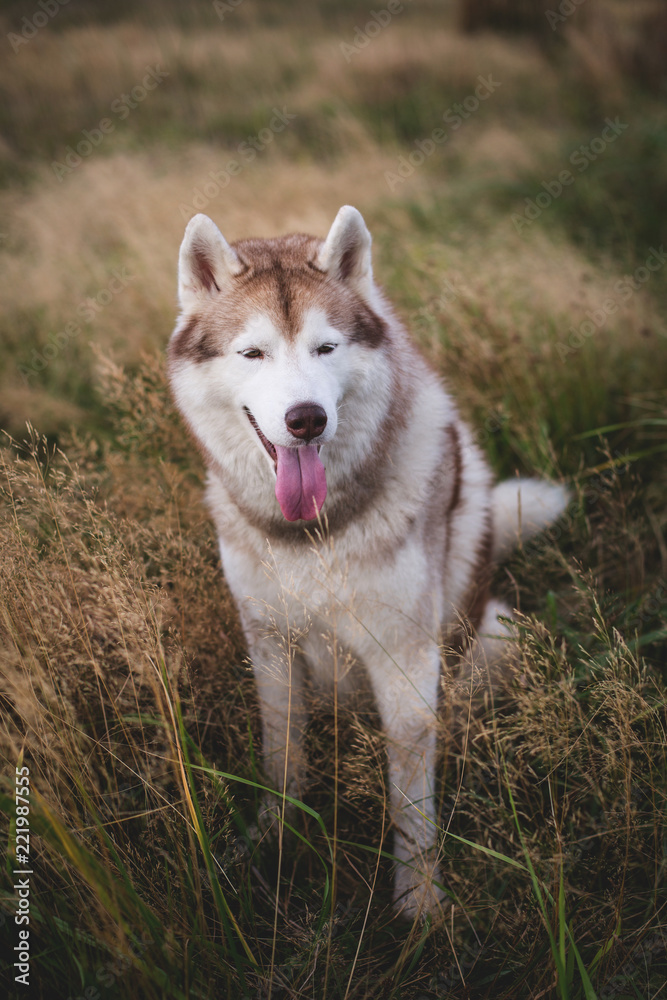 Portrait of prideful siberian husky dog with brown eyes sitting in the grass at sunset