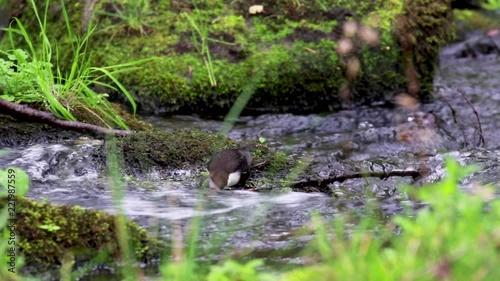 dipper bird, Cinclus, bathing, eating and grooming along a river in Scotland during September.