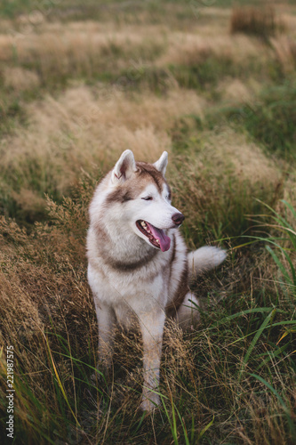 Profile portrait of siberian husky dog with brown eyes sitting in the grass at sunset