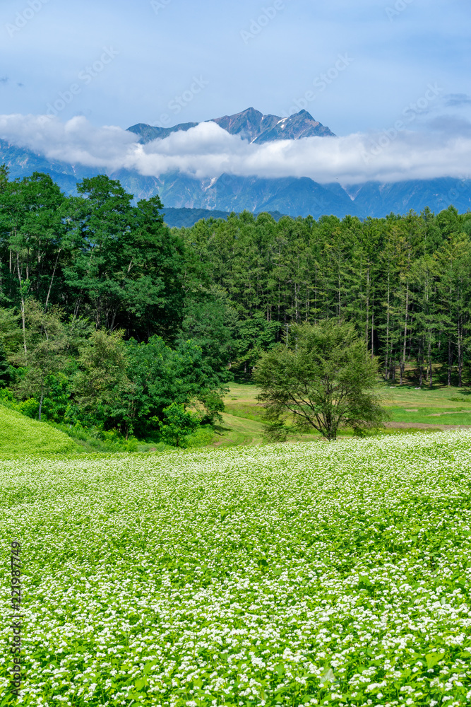 信州の風物詩そばの花と北アルプス中山高原stock Photo Adobe Stock