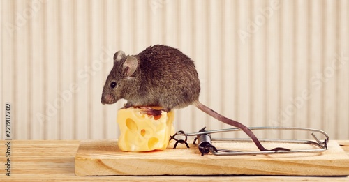 Mouse trap with cheese and mouse photo