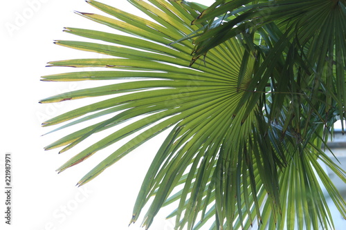 Palm leave texture 