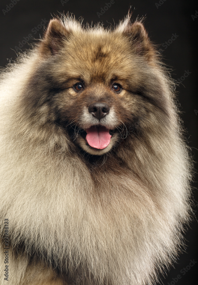 Keeshond dog on Isolated Black Background in studio Keeshond dog on Isolated Black Background in studio