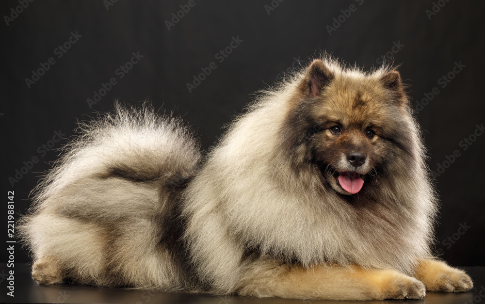Keeshond dog on Isolated Black Background in studio Keeshond dog on Isolated Black Background in studio