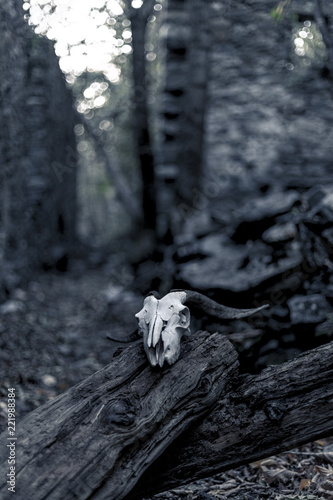 gothic skull creepy place