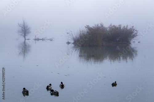 ducks on foggy lake